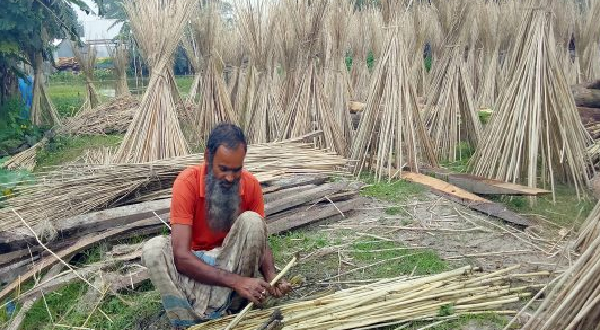 ময়মনসিংহ জেলার নান্দাইলে পাটের আঁশ ছাড়ানো, ধোয়া ও শুকানোর কাজে ব্যস্ত কৃষক