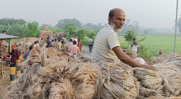 রাজশাহীর হাটে হাটে নতুন পাট, ভালো দামে খুশি কৃষকেরা