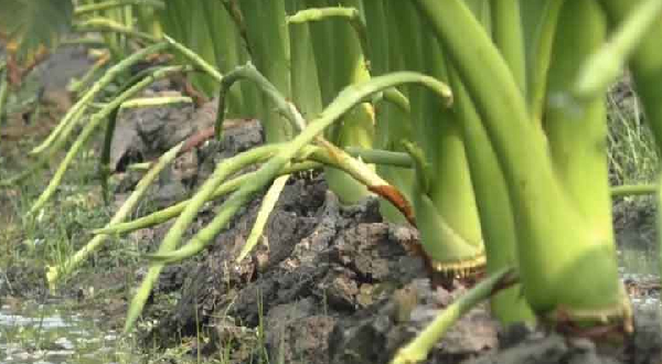 কিশোরগঞ্জের পাকুন্দিয়ায় লতিকচু চাষে লাখ টাকা আয় রতনের