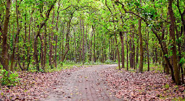 প্রকৃতির মাঝে সময় কাটাতে ঘুরে আসুন ভাওয়াল ন্যাশনাল পার্কে