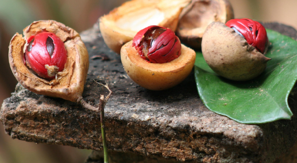 শরীর ভালো রাখতে কীভাবে খাবেন জয়ফল