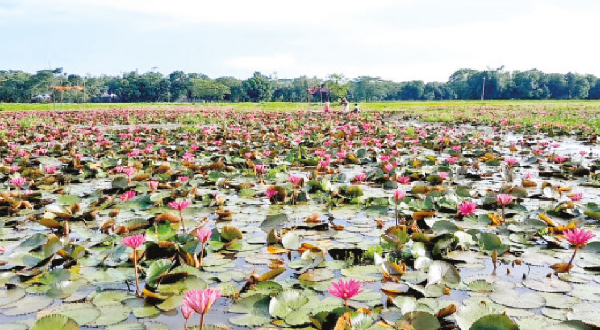 নেত্রকোণা সদর উপজেলার ঘোড়াদিঘি যেন পদ্মফুলের সাম্রাজ্য