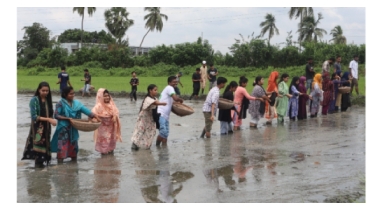 বন্যাকবলিত কৃষকের পাশে দাঁড়াতে দ্বিতীয় দফায় বিনা-১৭’র বীজ বপন