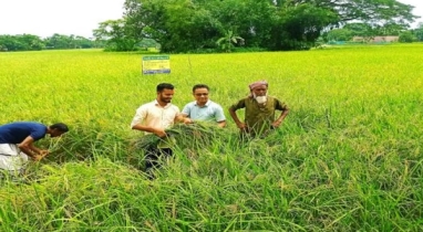 নেত্রকোণা জেলার পূর্বধলায় আউশ ধানের ভালো ফলনে কৃষকরা খুশি