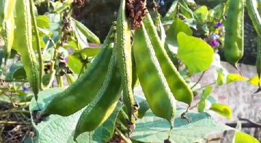 কিশোরগঞ্জের পাকুন্দিয়ায় শিম চাষ করে লাভবান হলেন ফয়সাল