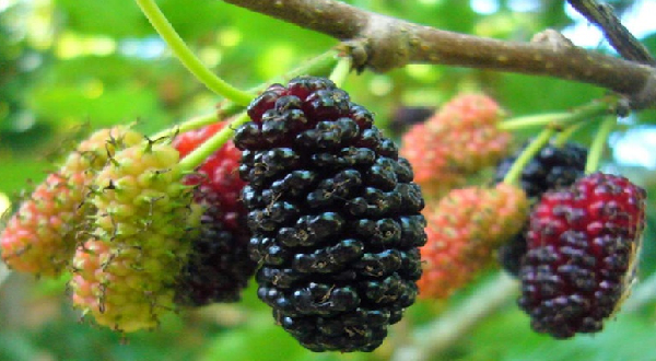 স্ট্রোক ও হার্ট অ্যাটাকের ঝুঁকি কমায় তুঁত ফল